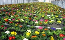 Полуниця в теплиці круглий рік як бізнес - вирощування полуниці, сорти, рентабельність (вирощування) Полуниця в теплиці круглий рік як бізнес - вирощування полуниці, сорти, рентабельність
