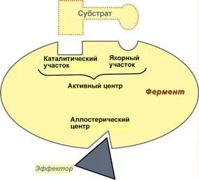 Комплекс mg2 і АТФ