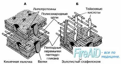 Клітинна стінка бактерій