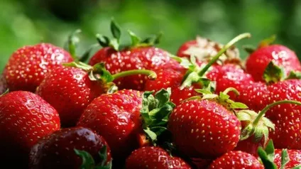 Полуниця в горщиках вирощування з насіння, розсади, догляд, фото, відео (насіння) Полуниця в горщиках вирощування з насіння, розсади, догляд, фото, відео