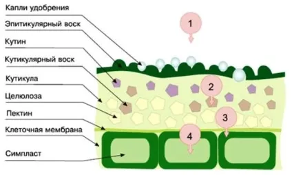 Коли підгодовувати картопля