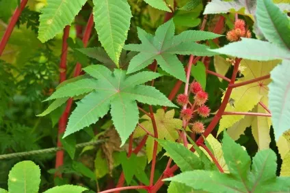 Рицина фото, посадка і догляд (догляд) Рицина фото, посадка і догляд