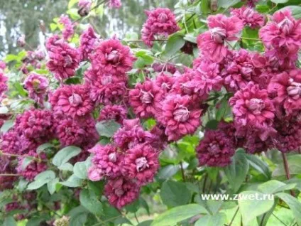 Клематиси, вирощування, догляд, обрізка (обрізка) Клематиси, вирощування, догляд, обрізка
