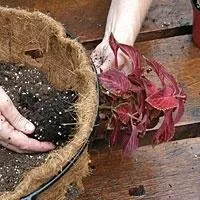 Контейнерний сад своїми руками