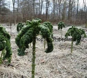 Кормова капуста - дивовижна культура (кормова) Кормова капуста - дивовижна культура