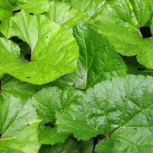Корінь лопуха для волосся корисні рецепти для лікування і догляду (лопух корінь волосся лікування відвар настоянка маска рецепт) Корінь лопуха для волосся корисні рецепти для лікування і догляду