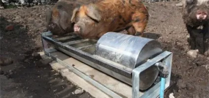 Годівниці для свиней своїми руками автоматична, бункерна (годівниці) Годівниці для свиней своїми руками автоматична, бункерна
