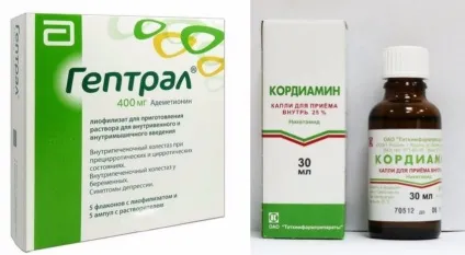 Кішка після отруєння чим годувати, правила лікування, харчування, що робити, якщо не їсть