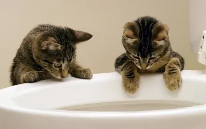Котячий туалет без запаху - можливо (запаху) Котячий туалет без запаху - можливо