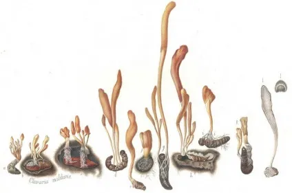 Кордицепс Тяньши інструкція, застосування, показання (Тяньши) Кордицепс Тяньши інструкція, застосування, показання