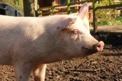 Годівниці для свиней своїми руками автоматична, бункерна (свиней) Годівниці для свиней своїми руками автоматична, бункерна