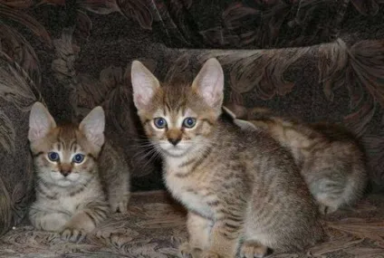 Кішки породи піксибоб опис, стандарт, характер, де купити, ціна (породи) Кішки породи піксибоб опис, стандарт, характер, де купити, ціна