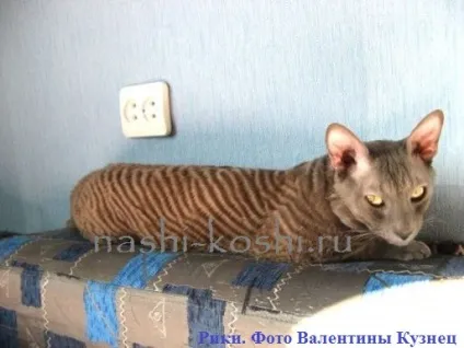 Корніш-рекс - фото, кішки, кошенята, про породу, все про кішок (ціна) Корніш-рекс - фото, кішки, кошенята, про породу, все про кішок