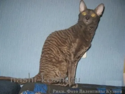 Корніш-рекс - фото, кішки, кошенята, про породу, все про кішок (кішки фото) Корніш-рекс - фото, кішки, кошенята, про породу, все про кішок