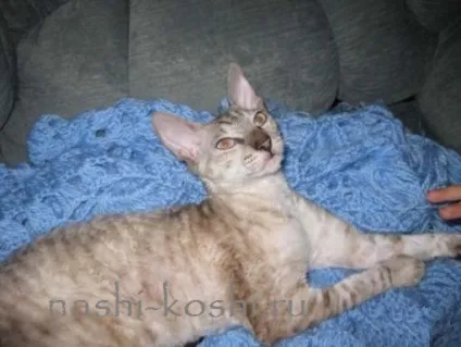 Корніш-рекс - фото, кішки, кошенята, про породу, все про кішок (фото) Корніш-рекс - фото, кішки, кошенята, про породу, все про кішок