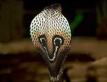 Королівська або очкова, індійська кобра довжина і особливості (кобра) Королівська або очкова, індійська кобра довжина і особливості