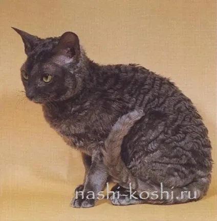 Корніш-рекс - фото, кішки, кошенята, про породу, все про кішок (породи кішок) Корніш-рекс - фото, кішки, кошенята, про породу, все про кішок