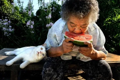 Кот і його бабуся