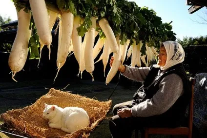 Кот і його бабуся