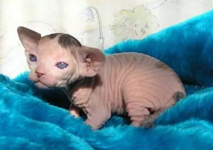Кот сфінкс, красиві картинки