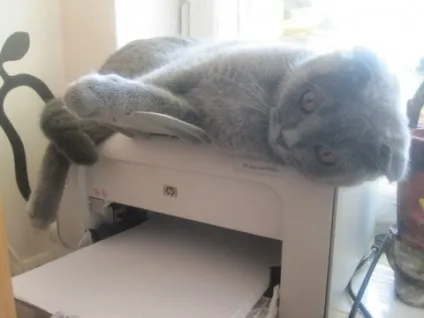 Кот паскудить після кастрації, рудий кіт