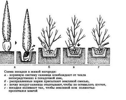 Красиві ділянки своїми руками ідеї