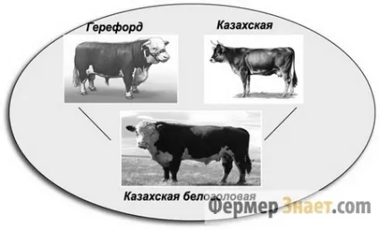Крс казахської білоголової породи основні характеристики та переваги розведення (породи) Крс казахської білоголової породи основні характеристики та переваги розведення