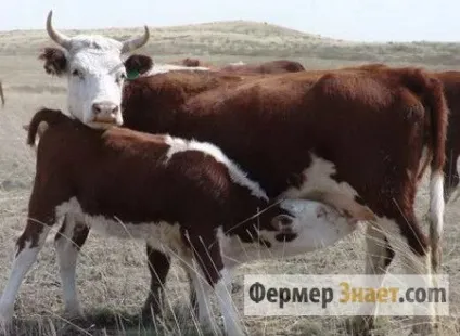 Крс казахської білоголової породи основні характеристики та переваги розведення (казахської) Крс казахської білоголової породи основні характеристики та переваги розведення
