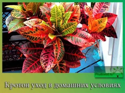 Кротон догляд в домашніх умовах обрізка і розмноження рослини (обрізка) Кротон догляд в домашніх умовах обрізка і розмноження рослини