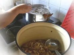 Хто сказав, що опеньки НЕ гриби