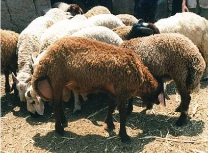 Курдючні барани короткий опис, ціни