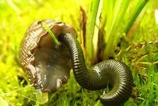 Лікування глаукоми п'явками метод гірудотерапії (метод) Лікування глаукоми п'явками метод гірудотерапії