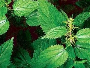 Лікування аденоми наднирника засобами народної медицини - 10 способів (лікуванні аденоми наднирників) Лікування аденоми наднирника засобами народної медицини - 10 способів