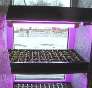 Лампа для розсади як зробити підсвічування в домашніх умовах (як зробити фітолампи своїми руками) Лампа для розсади як зробити підсвічування в домашніх умовах