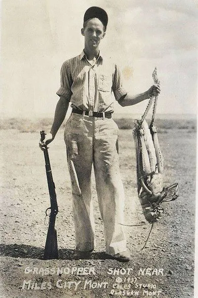 Коник або сарана
