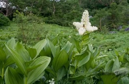 Лікування алкоголізму лялькар (лялькар) Лікування алкоголізму лялькар