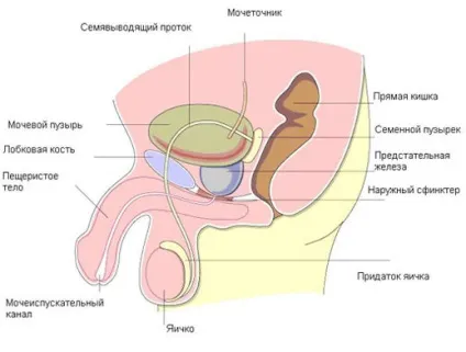 Лікування медом простатиту пилок, прополіс (простатиту) Лікування медом простатиту пилок, прополіс