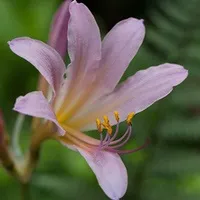 Лікоріс lycoris - догляд в домашніх умовах