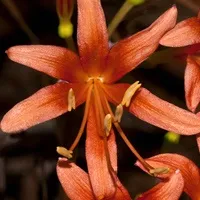 Лікоріс lycoris - догляд в домашніх умовах