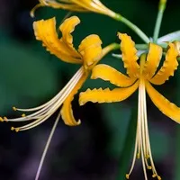 Лікоріс lycoris - догляд в домашніх умовах
