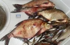 Лящ на фідер в червні, липні і серпні особливості лову (особливості) Лящ на фідер в червні, липні і серпні особливості лову
