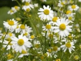 Лікування циститу ромашкою (ромашкою) Лікування циститу ромашкою