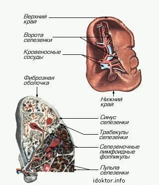 Лімфатична система - студопедія (студопедія) Лімфатична система - студопедія