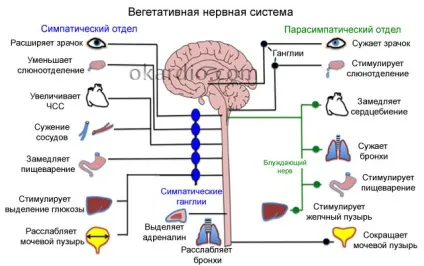 Ліки від ВСД огляд ефективних препаратів, таблетки (препаратів) Ліки від ВСД огляд ефективних препаратів, таблетки