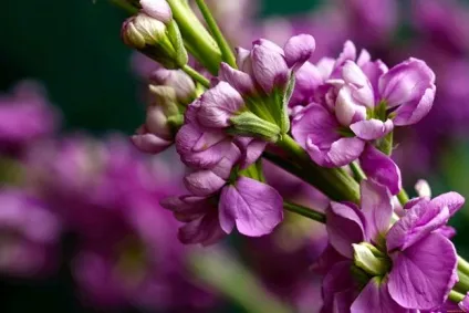 Левкой посадка і догляд, вирощування з насіння в теплиці і оранжереї фото квітів - eтепліца (левкой) Левкой посадка і догляд, вирощування з насіння в теплиці і оранжереї фото квітів - eтепліца