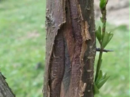 Лікування захворювань кори плодових дерев (кори) Лікування захворювань кори плодових дерев