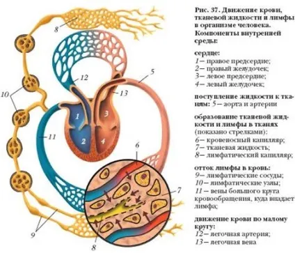 Лімфатична система - студопедія (студопедія) Лімфатична система - студопедія