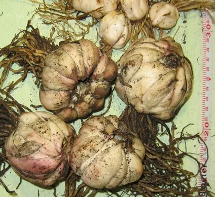 Лілії цибулина і коріння