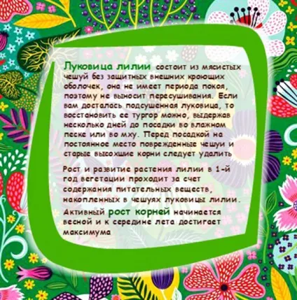 Лілії цибулина і коріння