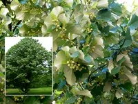 Листяні дерева, листяні породи дерев фото і назви (листяні) Листяні дерева, листяні породи дерев фото і назви